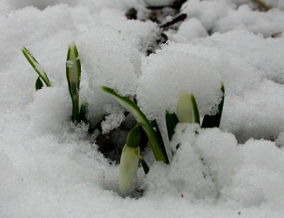 Schneeglockchen_27.1.20.jpg