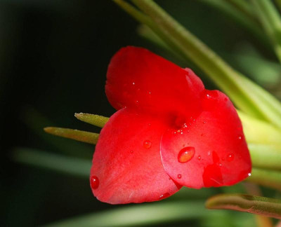 Tillandsia_albertiana.jpg