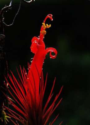Tillandsia_funckiana.jpg