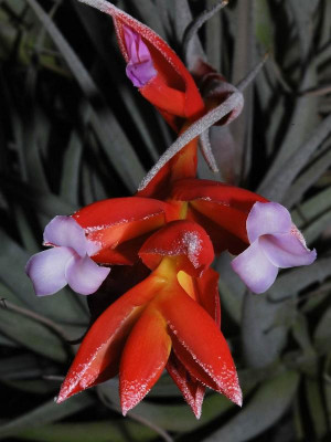 Tillandsia_leonamiana.jpg