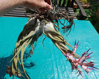 Tillandsia_selleriana_Pflanze.jpg