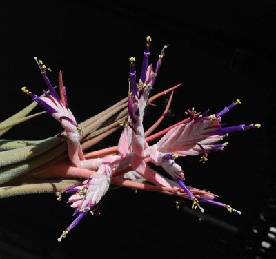 Tillandsia_selleriana_Blutenstand.jpg