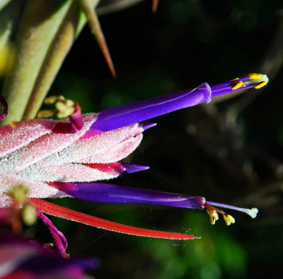 Tillandsia_selleriana_Blute.jpg