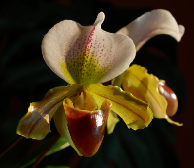 Paph._insigne_10.jpg