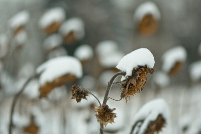Sommer-2009-Jan2610.jpg