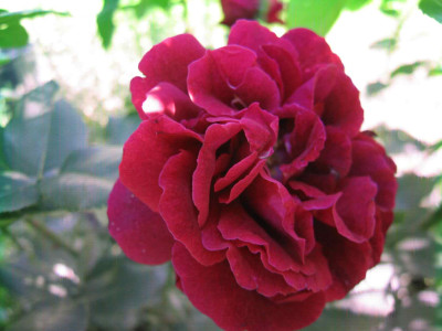 Eugenefuerst0009.jpg