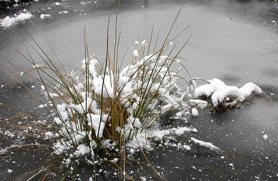 gefrorener_Teich_27.1.10.jpg