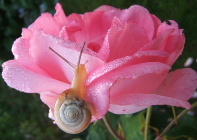 CdL_Helicella.JPG