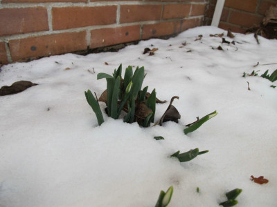 Galanthus_el_ue.jpg