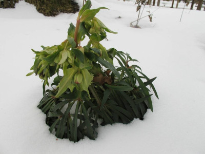 Helleborus_foe_ue.jpg
