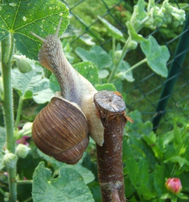 Weinberg-Kletterschnecke.JPG