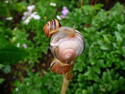 k-Schnecken.jpg