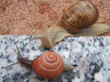 Schneckenrennen.JPG