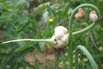 Helicellas_Knoblauch.JPG