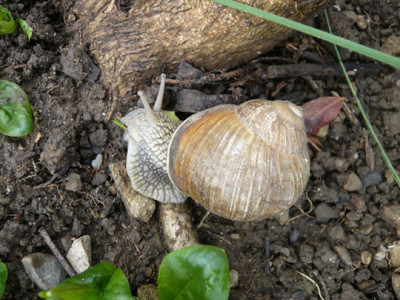 schleimer.jpg