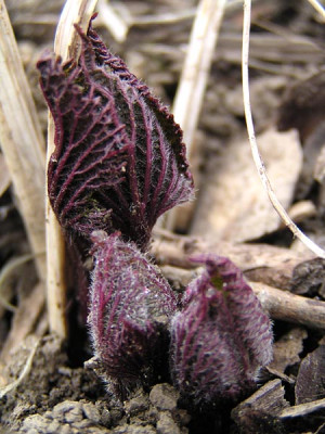lamium_orvala_neu.jpg