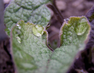 brunnera_macrophylla_dawsons_white_tropfen.jpg