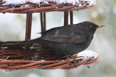 Amsel-im-Futterhaus.jpg