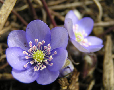 hepatica_eins.jpg