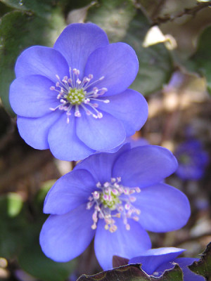 hepatica_zwei.jpg