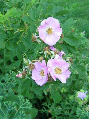 R._virginiana___06.jpg