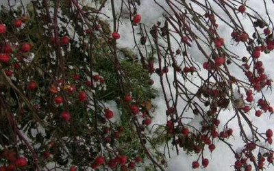 R._virg.v.Schnee_gebeugt.jpg