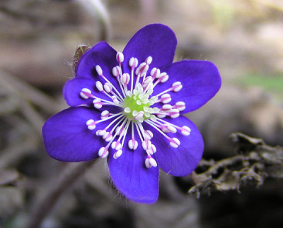 hepatica_drei.jpg