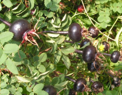 Rosa_pimp_hagebu_schwarz2.jpg