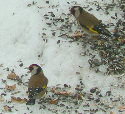 Distelfink_100130_a.jpg
