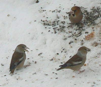 Kernbeier_100130_a.jpg
