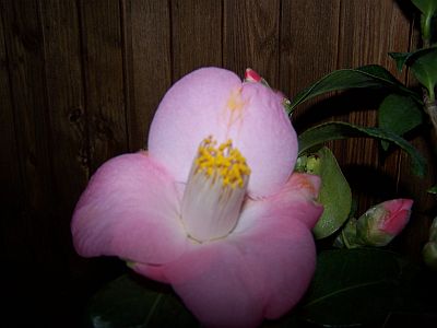 100_1949_Camellia_jap._Sunny_Side_____800.jpg