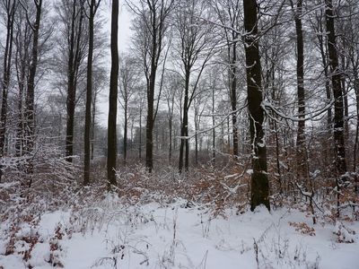Buchenforst_fars_2010.jpg
