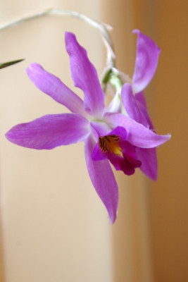 laelia_anceps.jpg