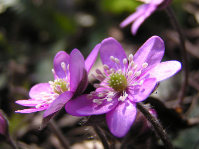 hepatica_vier.jpg