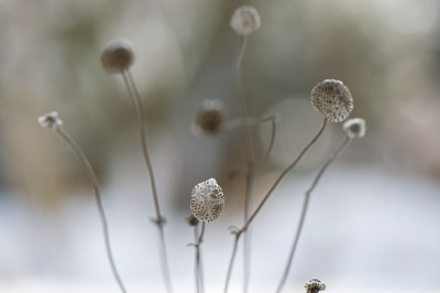Anemonenstrauss-Jan3110.jpg