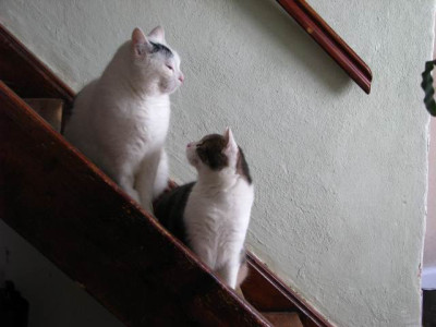 fagus_louis_treppe.jpg