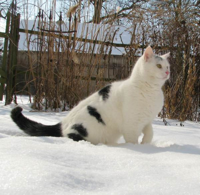 louis_schnee.jpg