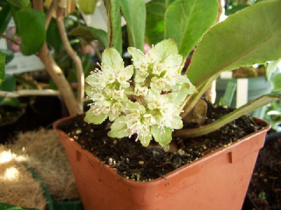 100_2624_unbek._Teichpflanze____640.jpg