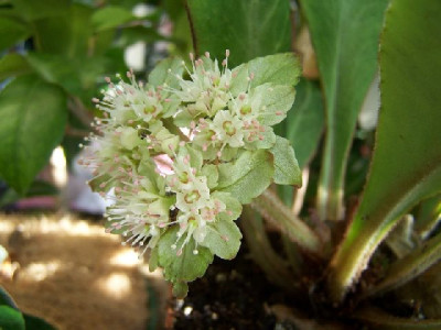 100_2625_unbek._T-pflanze_reife_Blute____640.jpg