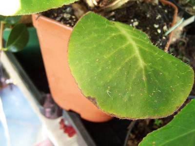 100_2630__Blatt_mit_Stacheln_______800.jpg