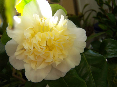 100_2621_Brushfields_Yellow__3____800.jpg