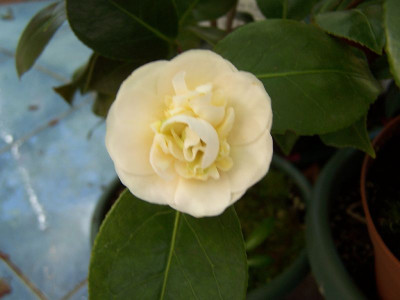 100_2623_Dahlonega_____800.jpg
