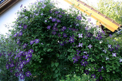 Cl.vit.Etoille_Violett0207b.jpg
