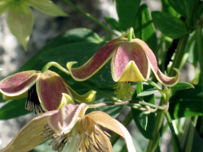 Clematis_tangutica_my_angel1.jpg