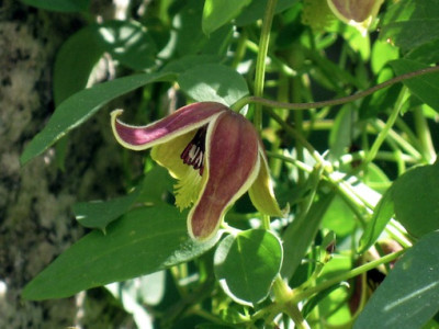 Clematis_tangutica_my_angel2.jpg