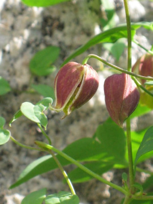 Clematis_tangutica_my_angel3.jpg