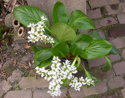 Bergenia_neu_5.4.09.jpg