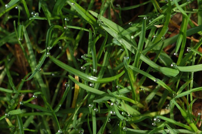 grastropfen_N10722.jpg