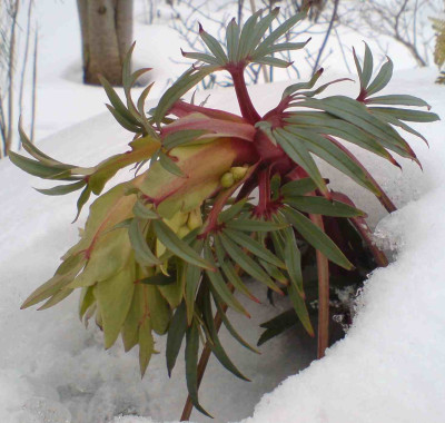 Helleborus_foetidus_Wester_Flisk.jpg