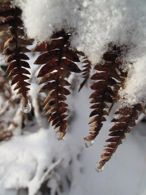 schneefarn.jpg